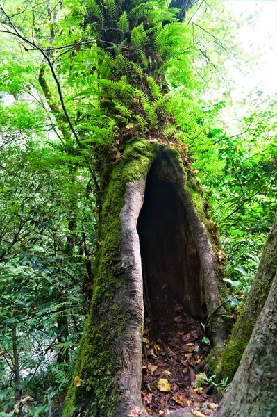 森の木の上の苔 — ストック写真