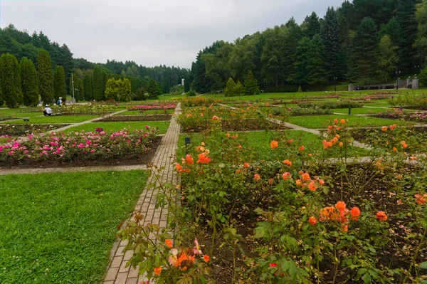 Цветущие желтые розы в клумбах парка. Долина роз в Кисловодске . — стоковое фото