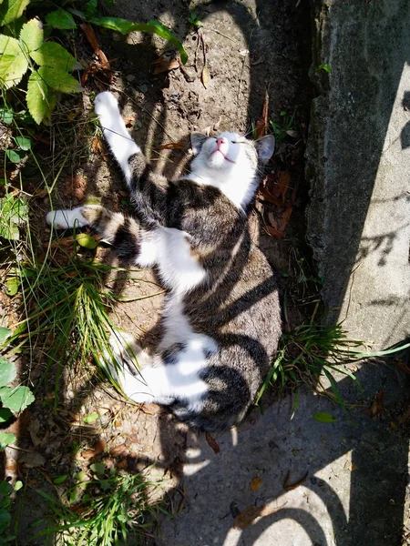 猫在公园里晒太阳 — 图库照片