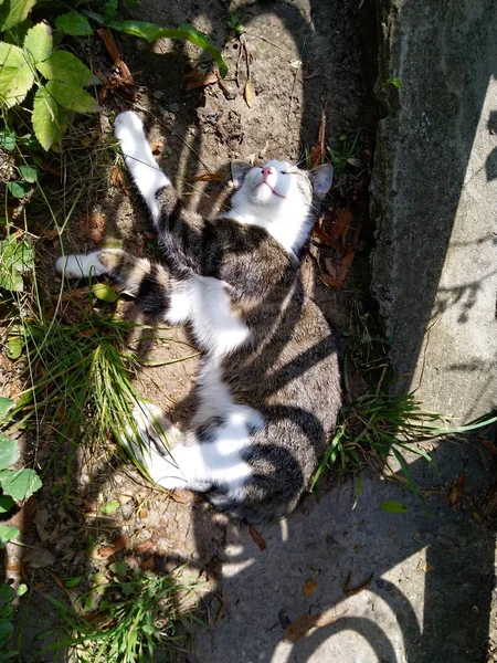 猫在公园里晒太阳 — 图库照片