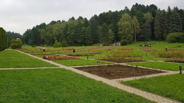 Parktaki çiçek tarhlarında açan sarı güller. Kislovodsk'taki Gül Vadisi.