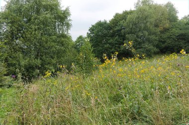 kislowodsk yakınlarındaki kafkas doğasında bir çayır çim üzerinde farklı çiçekler