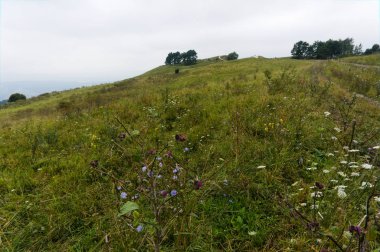 kislowodsk yakınlarındaki kafkas doğasında bir çayır çim üzerinde farklı çiçekler