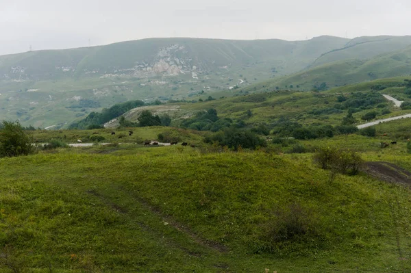 Eine Herde Wildpferde grast auf einer grünen Wiese in den Bergen des Kaukasus — Stockfoto