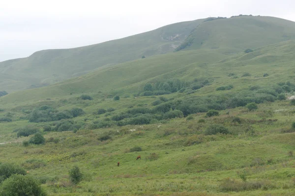 Grön gräsmatta gräs kulle landskap i Kaukasus bergen nära kislowodsk — Stockfoto