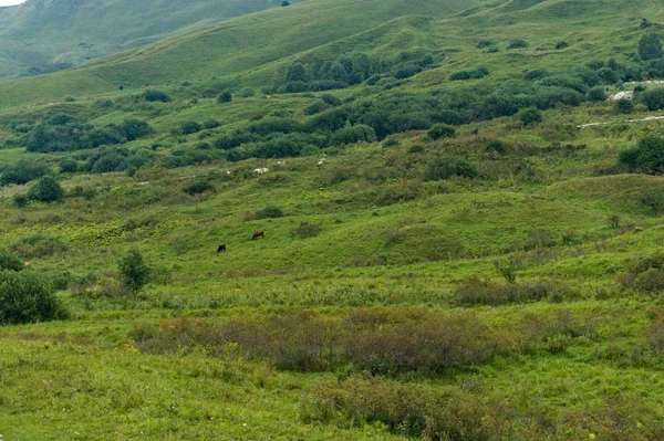 Grön gräsmatta gräs kulle landskap i Kaukasus bergen nära kislowodsk — Stockfoto