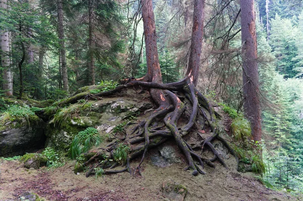 Δύο δέντρα με ορατές ρίζες μαζί σε ένα βράχο — Φωτογραφία Αρχείου