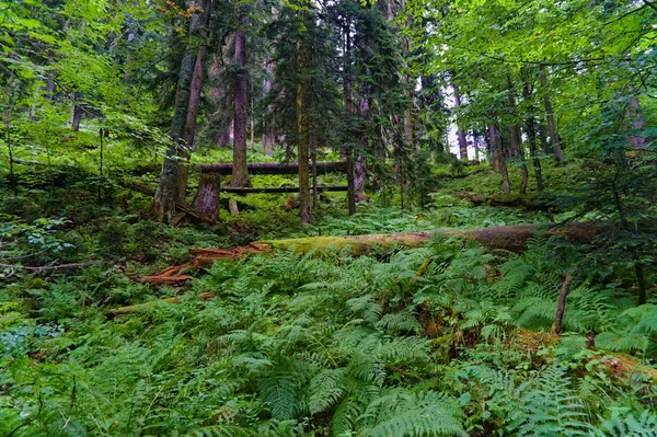 Forêt verte incroyable dans les montagnes du caucase près de dombay — Photo