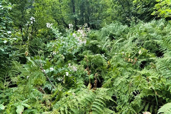 Increíble bosque verde en las montañas del Cáucaso cerca de dombay —  Fotos de Stock