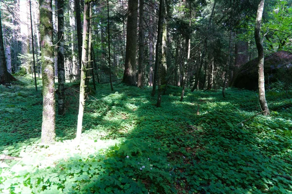 Efeu, grüne Blätter bedecken den Waldboden — Stockfoto