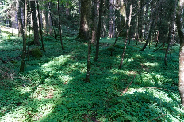 ツタ、緑の葉が森の地上階を覆う — ストック写真