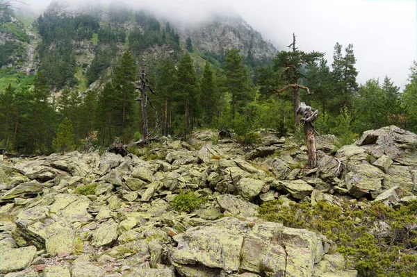 Teberda ve dombay, kafkaslar arasında yaban hayatı yürüyüş yolu, inanılmaz güzel doğası ile — Stok fotoğraf