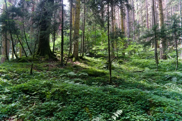 Τα φύλλα του δάσους καλύπτουν το ισόγειο, το δασικό μονοπάτι του Καυκάσου, τις πρώτες αρχικές — Φωτογραφία Αρχείου