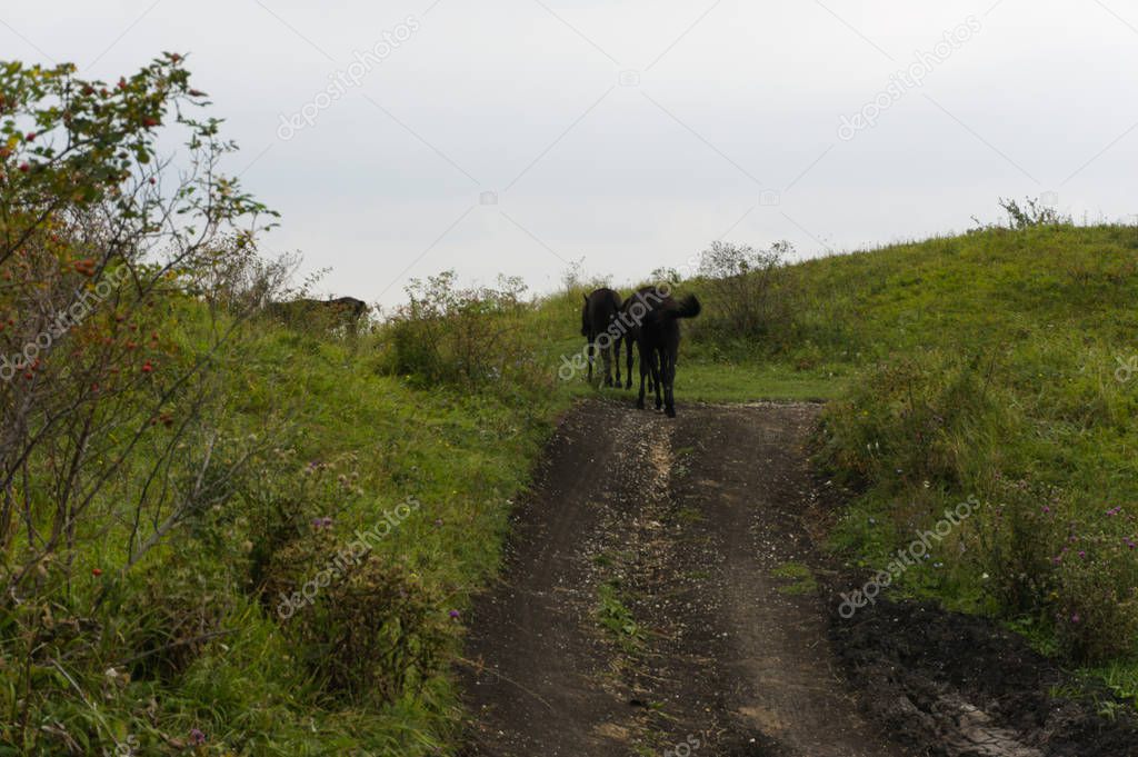 MouGreen lawn grass landscape in the caucasus mountains near kislowodsk with karachay horses, raw original picture