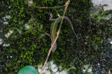 Yosun kaplı bir taş üzerinde Kertenkele