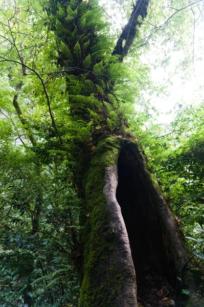 森の木の上の苔、生のオリジナルの絵 — ストック写真