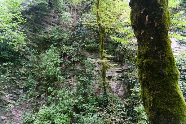 Moos auf einem Baum im Wald, rohe Originale — Stockfoto