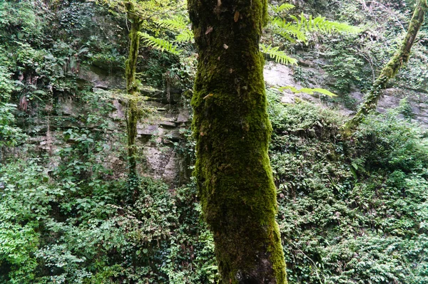 Muschio su un albero nella foresta, originali grezzi — Foto Stock