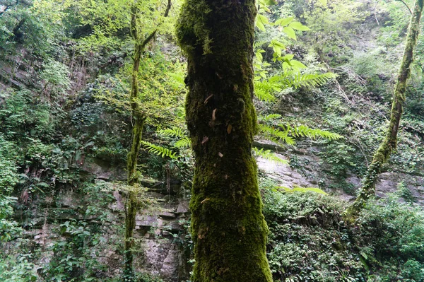 森林里树上的青苔，原始的原木 — 图库照片