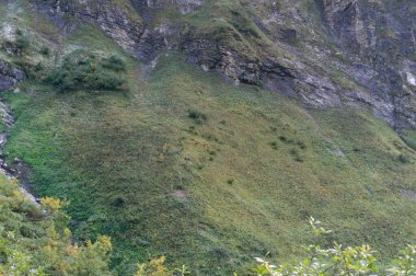 Bavyera güveci dağlarda görülür