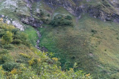 Bavyera güveci dağlarda görülür