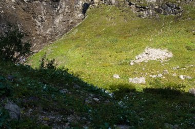 Bavyera güveci dağlarda görülür
