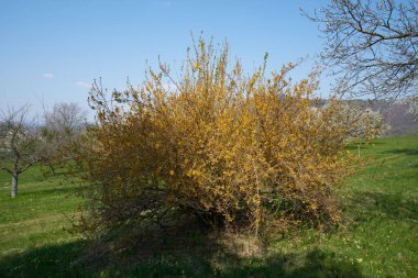 İlkbaharda tek çiçek açan ağaç.