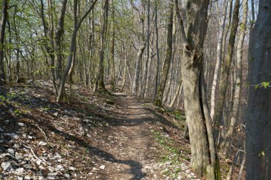 Almanya 'da yeşil orman Uzun ağaçlarla, güneşli bir gün