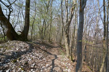 Almanya 'da yeşil orman Uzun ağaçlarla, güneşli bir gün