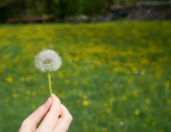 Dandelion Sedandelion Seeds Blowing Away Wind Green Lush Grass Field — Stock Photo, Image