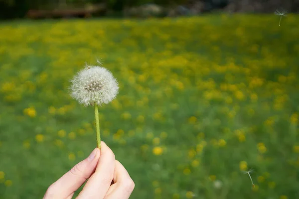 Dandelion Sedandelion Seeds Blowing Away Wind Green Lush Grass Field — Stock Photo, Image