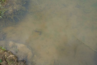 Alp semenderlerinin göletteki yüksek kaliteli resimleri.