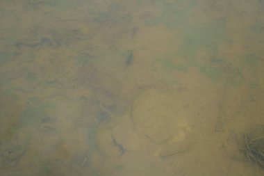 Alp semenderlerinin göletteki yüksek kaliteli resimleri.