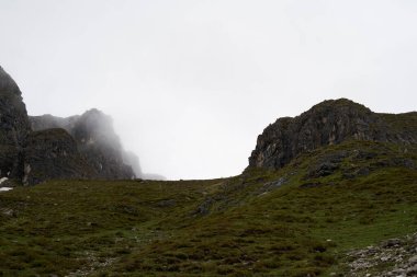 Uzaktaki bir papağan sürüsünün yüksek kaliteli fotoğrafı.