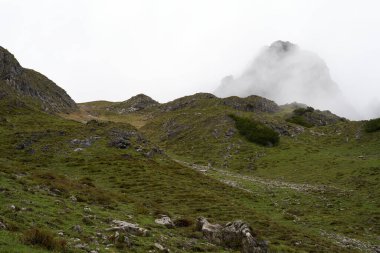 Uzaktaki bir papağan sürüsünün yüksek kaliteli fotoğrafı.