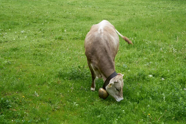 ドイツのバイエルンのアルプスの非常に緑豊かな草原の牛 — ストック写真