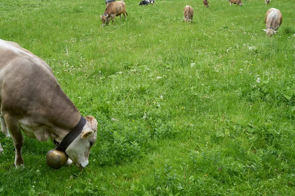 Krowa Bardzo Zielonej Łące Alpach Bawarskich Niemczech — Zdjęcie stockowe