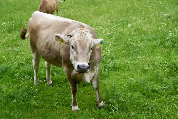 Krowa Bardzo Zielonej Łące Alpach Bawarskich Niemczech — Zdjęcie stockowe