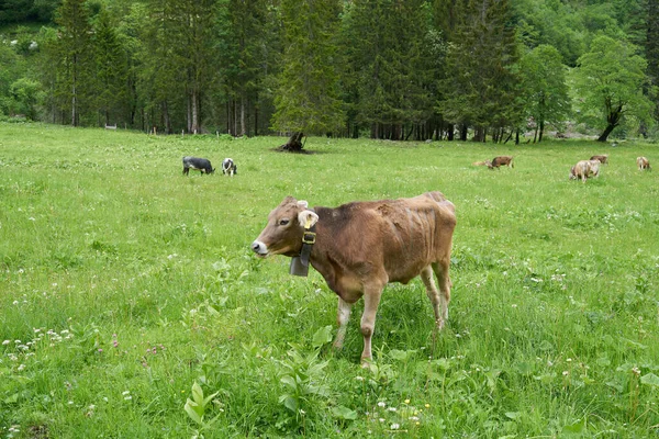 Krowa Bardzo Zielonej Łące Alpach Bawarskich Niemczech — Zdjęcie stockowe