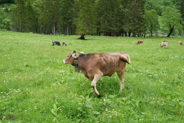 Krowa Bardzo Zielonej Łące Alpach Bawarskich Niemczech — Zdjęcie stockowe