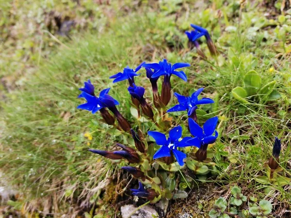 Flor Genciana Azul Como Fondo Natural Muy Agradable —  Fotos de Stock