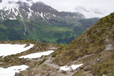 Perene bitki örtüsü, yüksek kaliteli resim, panorama dağ tarafı.