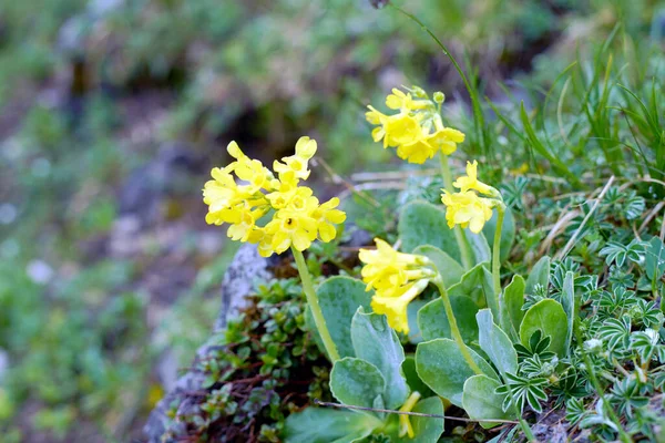 Żółta Rzeżucha Skalna Kwiat Alpach Europejskich — Zdjęcie stockowe