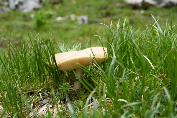 Weißer Gelber Pilz Auf Einer Wiese Den Bayerischen Alpen — Stockfoto