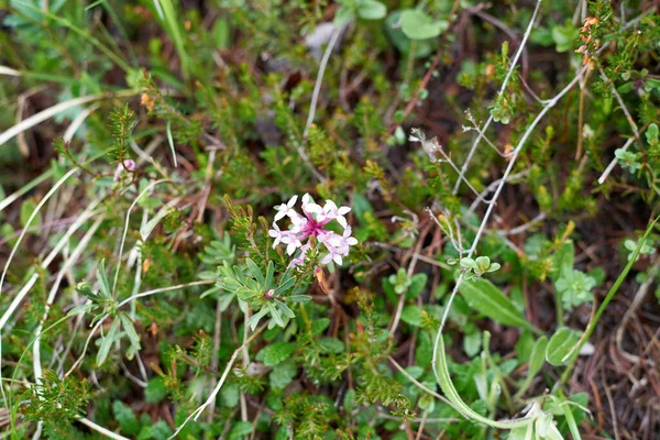 Blütezeit Einer Latschenkiefer Frühling Den Alpen — Stockfoto