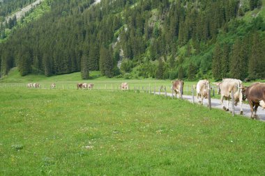 Almanya, Bavyera 'daki dağdan gelen bir vadide sığır sürüsü.
