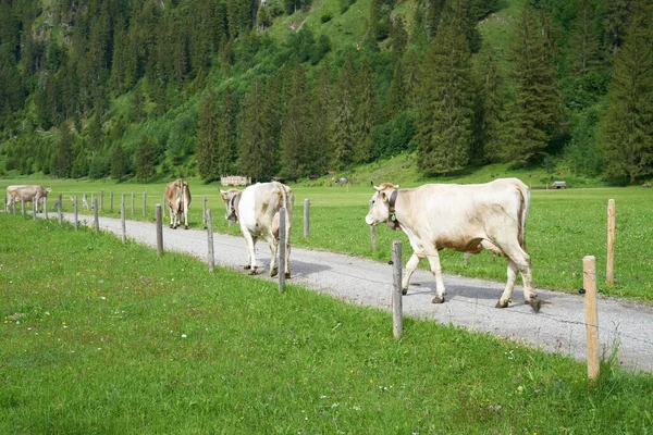 Stado Krów Dolinie Schodzącej Góry Bawarii Niemcy — Zdjęcie stockowe