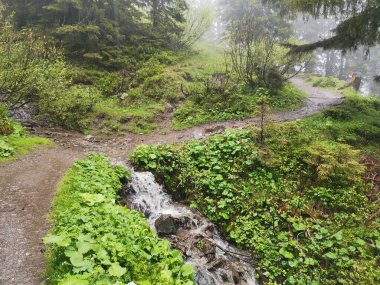 Yağmurlu bir bahar gününde Bavyera Alplerinde fiderepass barakası ile Mindelheimer kulübesi arasında yürüyüş yapmak.