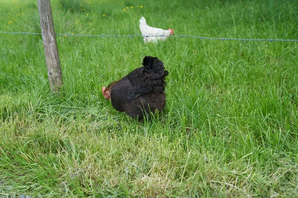 A photo of a free range black chicken standing in a farm field.