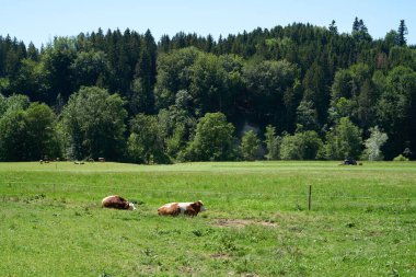 Alpler 'de yeşil çayırlar, inekler ve traktörü olan çalışan bir çiftçi.
